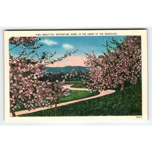 Vintage Linen Postcard Beautiful Springtime Scene Mountains NC